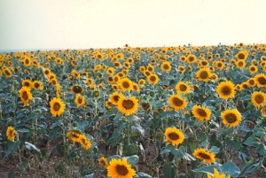 sunflowers in Bulgaria