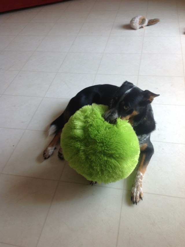 because dogs make me happy